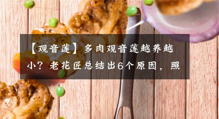 【观音莲】多肉观音莲越养越小?老花匠总结出6个原因,照着处理能轻松爆盆