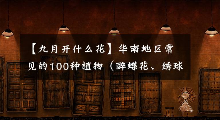 【九月开什么花】华南地区常见的100种植物(醉蝶花、绣球花)