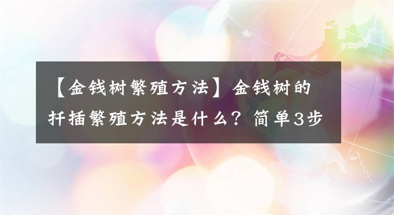 【金钱树繁殖方法】金钱树的扦插繁殖方法是什么?简单3步,金钱树一盆变多盆
