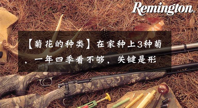 【菊花的种类】在家种上3种菊，一年四季看不够，关键是形色宜人，很吸引眼球