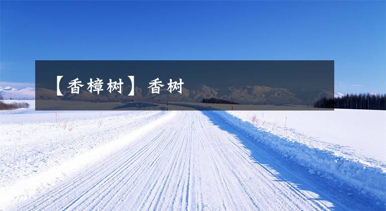 【香樟树】香树