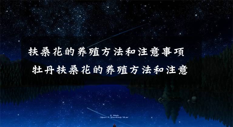 扶桑花的养殖方法和注意事项 牡丹扶桑花的养殖方法和注意事项