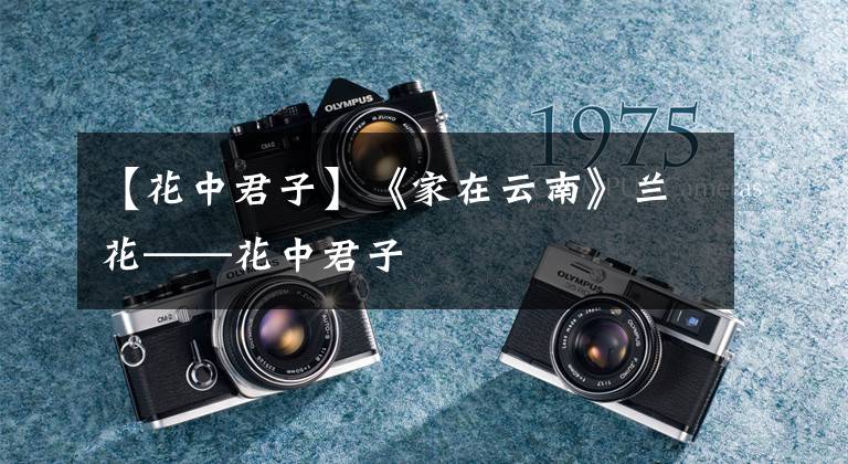 【花中君子】《家在云南》兰花——花中君子