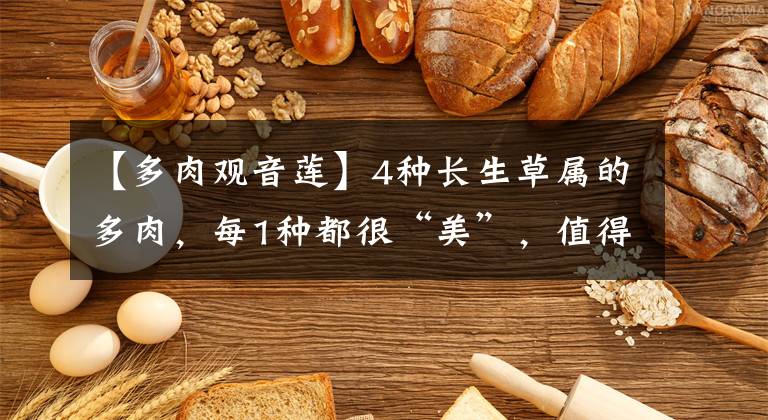 【多肉观音莲】4种长生草属的多肉,每1种都很“美”,值得你拥有