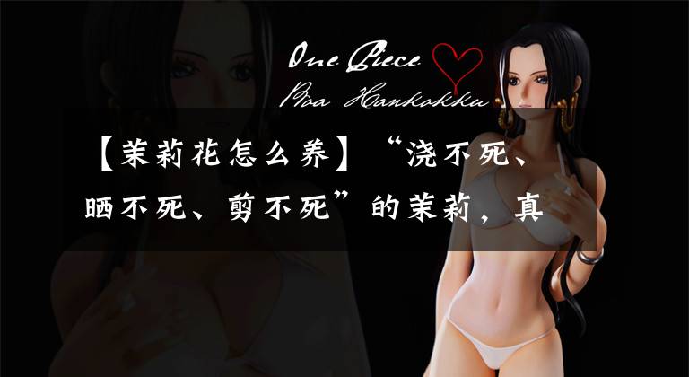 【茉莉花怎么养】“浇不死、晒不死、剪不死”的茉莉，真的这么皮实好养吗？