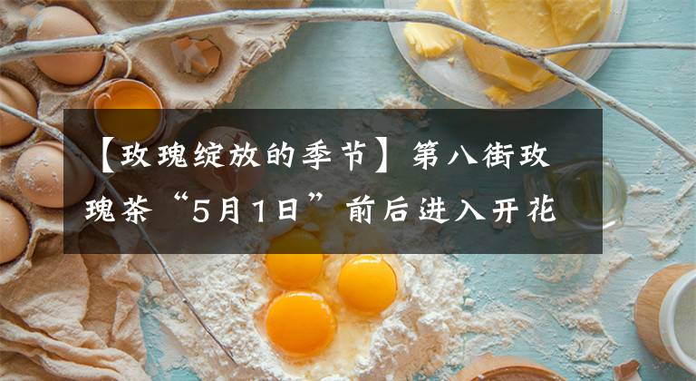 【玫瑰绽放的季节】第八街玫瑰茶“5月1日”前后进入开花期