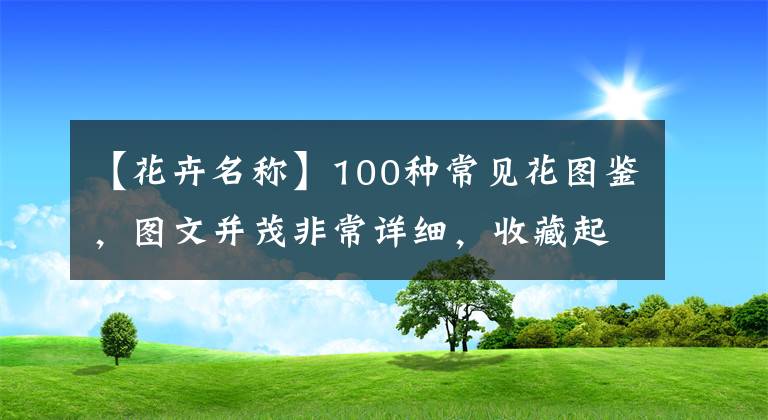 【花卉名称】100种常见花图鉴，图文并茂非常详细，收藏起来慢慢看