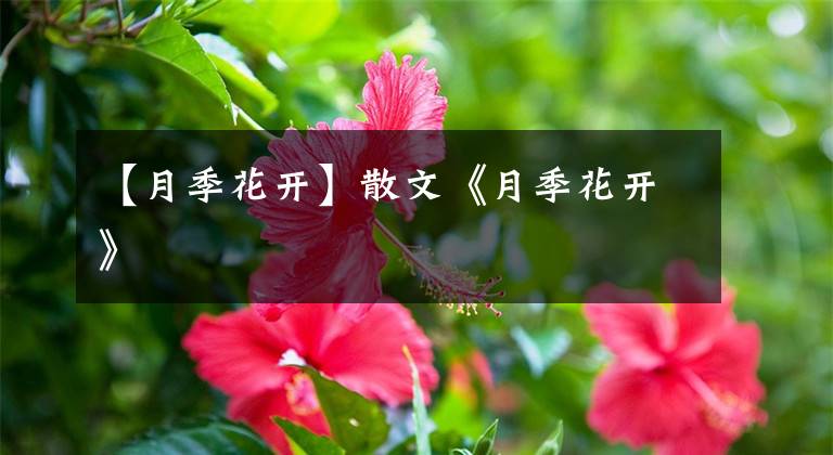 【月季花开】散文《月季花开》