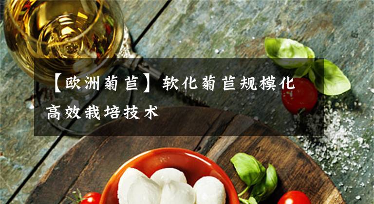 【欧洲菊苣】软化菊苣规模化高效栽培技术