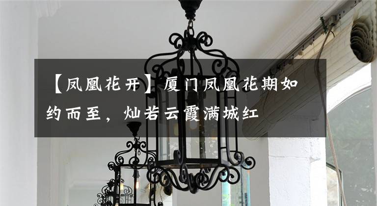 【凤凰花开】厦门凤凰花期如约而至,灿若云霞满城红