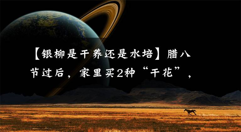 【银柳是干养还是水培】腊八节过后,家里买2种“干花”,插花瓶就可以,越养越“惊喜”