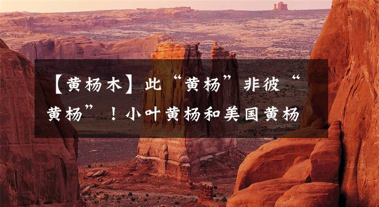 【黄杨木】此“黄杨”非彼“黄杨”!小叶黄杨和美国黄杨区别在哪?