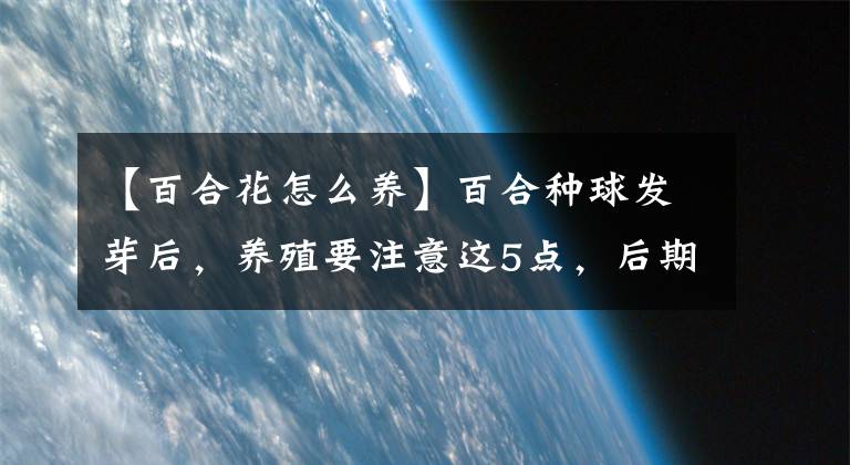 【百合花怎么养】百合种球发芽后,养殖要注意这5点,后期开花好看
