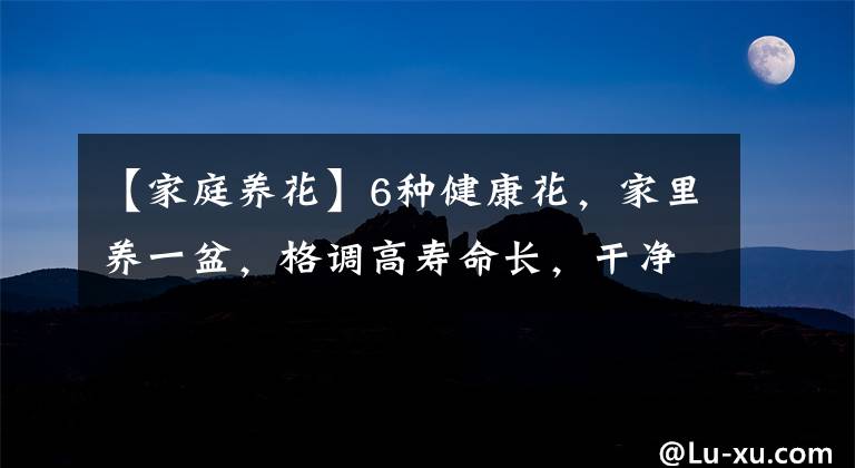 【家庭养花】6种健康花，家里养一盆，格调高寿命长，干净，健康，运气好