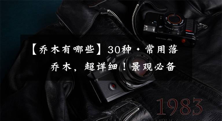 【乔木有哪些】30种·常用落叶乔木,超详细!景观必备