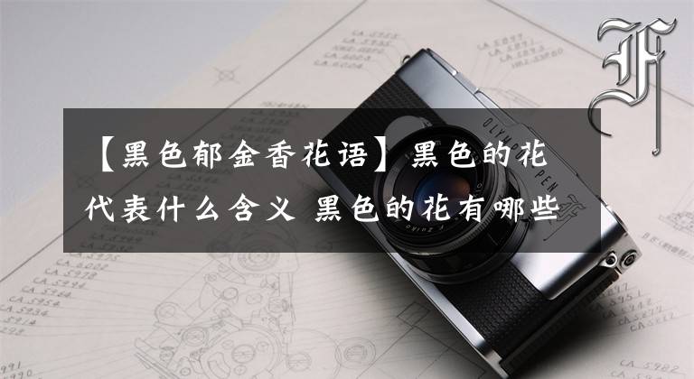 【黑色郁金香花语】黑色的花代表什么含义 黑色的花有哪些