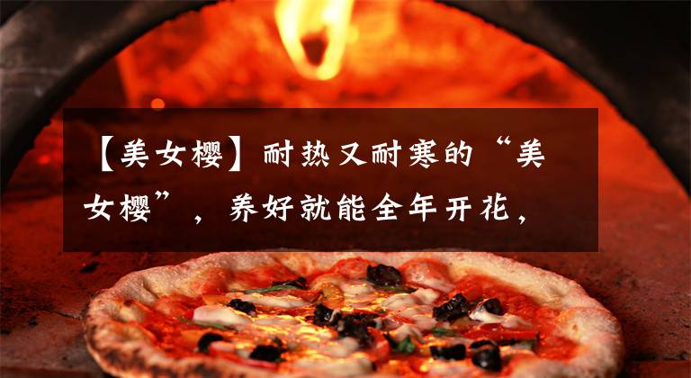 【美女樱】耐热又耐寒的“美女樱”,养好就能全年开花,但要掌握这些小技巧