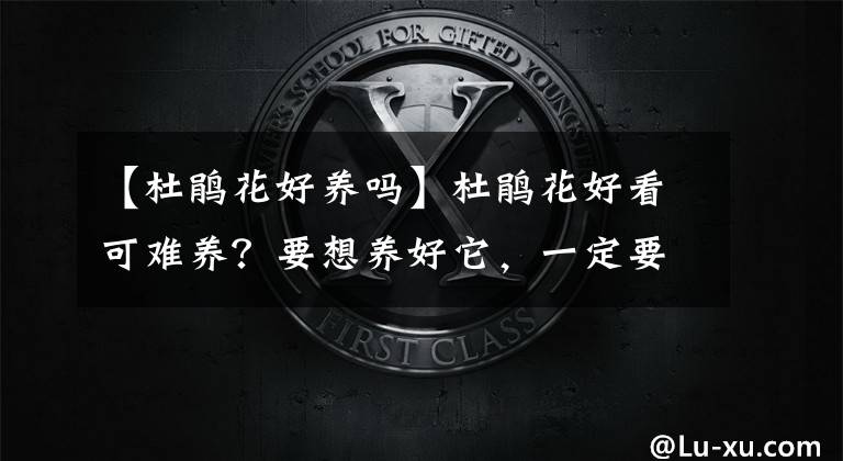 【杜鹃花好养吗】杜鹃花好看可难养？要想养好它，一定要把握好这四个技巧