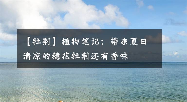 【牡荆】植物笔记:带来夏日清凉的穗花牡荆还有香味