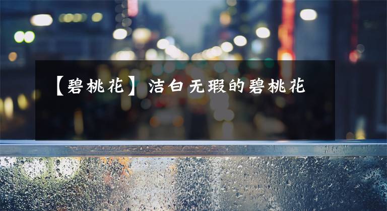 【碧桃花】洁白无瑕的碧桃花