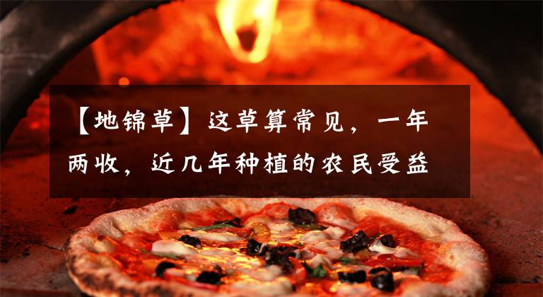 【地锦草】这草算常见,一年两收,近几年种植的农民受益都不错,你种了吗?