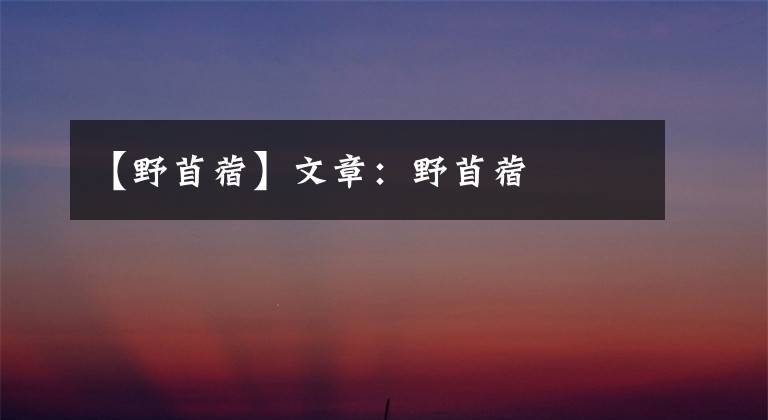 【野苜蓿】文章:野苜蓿