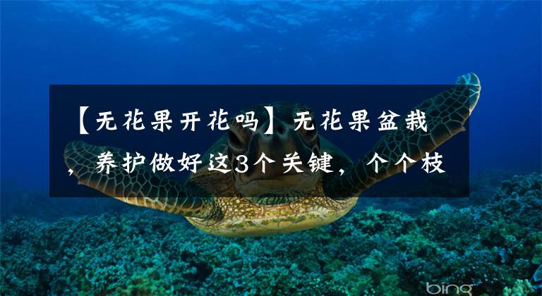 【无花果开花吗】无花果盆栽,养护做好这3个关键,个个枝头开花结果,又大又甜