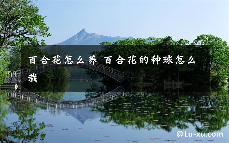 百合花怎么养 百合花的种球怎么栽