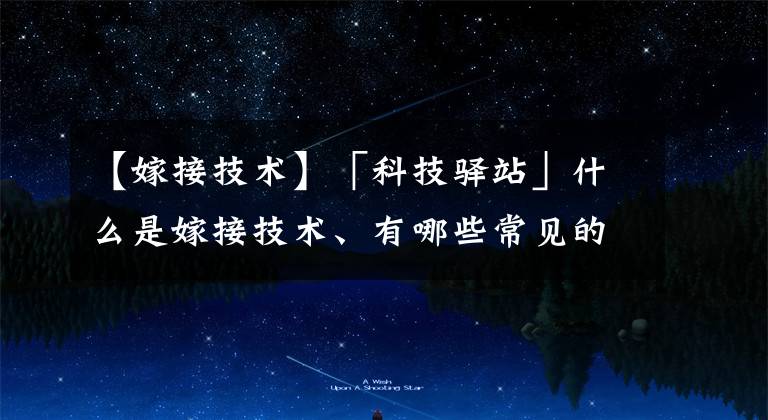 【嫁接技术】「科技驿站」什么是嫁接技术、有哪些常见的嫁接法?