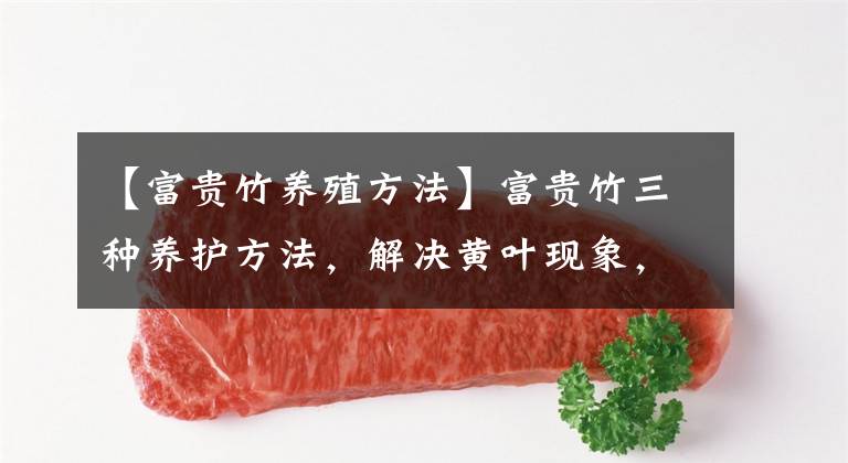 【富贵竹养殖方法】富贵竹三种养护方法，解决黄叶现象，新手也能养好