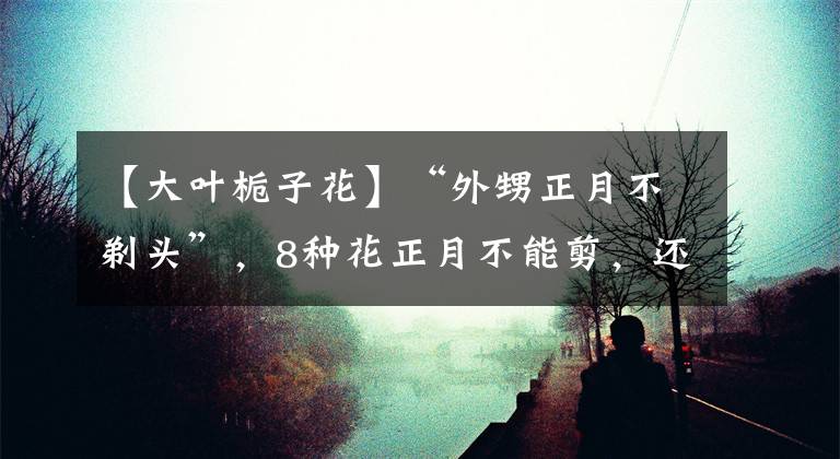 【大叶栀子花】“外甥正月不剃头”,8种花正月不能剪,还要再忍1个月