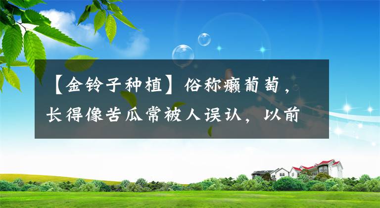 【金铃子种植】俗称癞葡萄，长得像苦瓜常被人误认，以前当水果吃，如今不见踪影