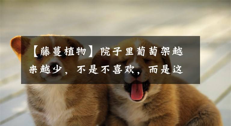 【藤蔓植物】院子里葡萄架越来越少,不是不喜欢,而是这12种藤蔓植物能替代它