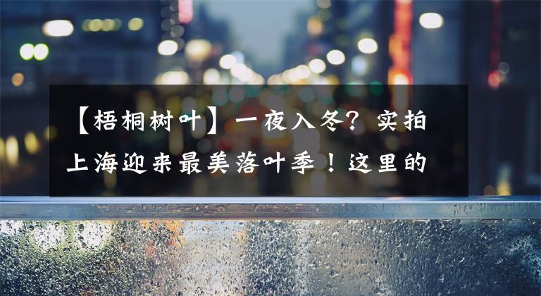 【梧桐树叶】一夜入冬？实拍上海迎来最美落叶季！这里的梧桐叶落满地太美了