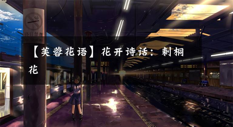 【芙蓉花语】花开诗话:刺桐花