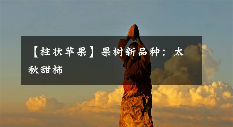 【柱状苹果】果树新品种:太秋甜柿