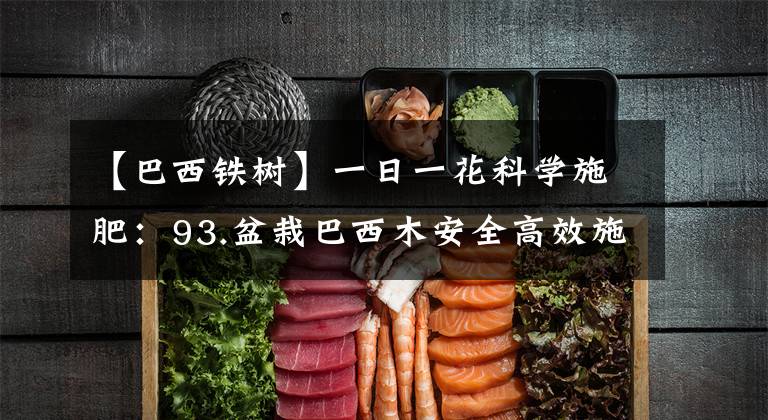 【巴西铁树】一日一花科学施肥:93.盆栽巴西木安全高效施肥技术