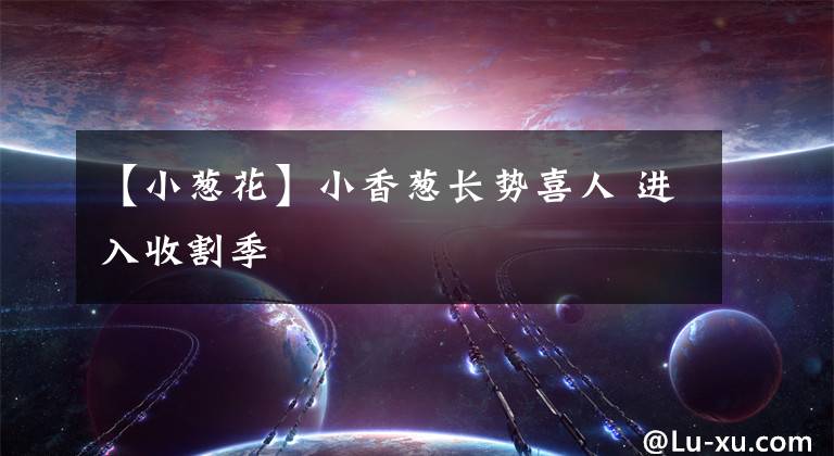 【小葱花】小香葱长势喜人 进入收割季