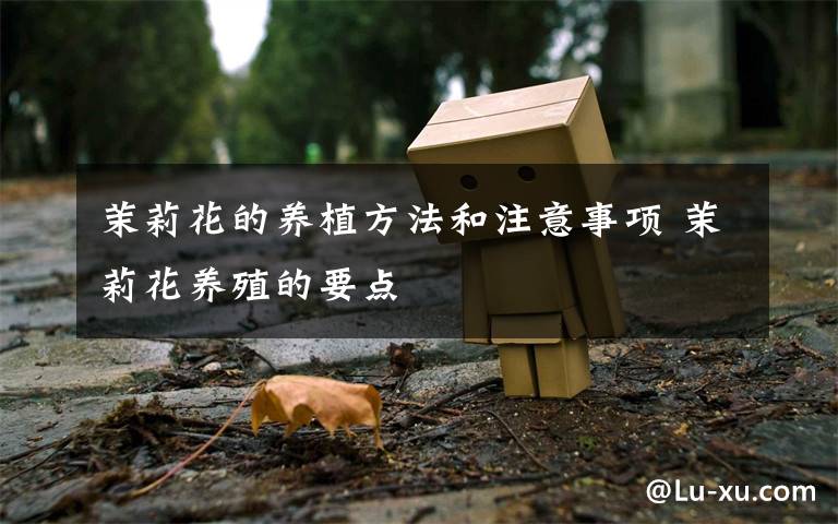 茉莉花的养植方法和注意事项 茉莉花养殖的要点