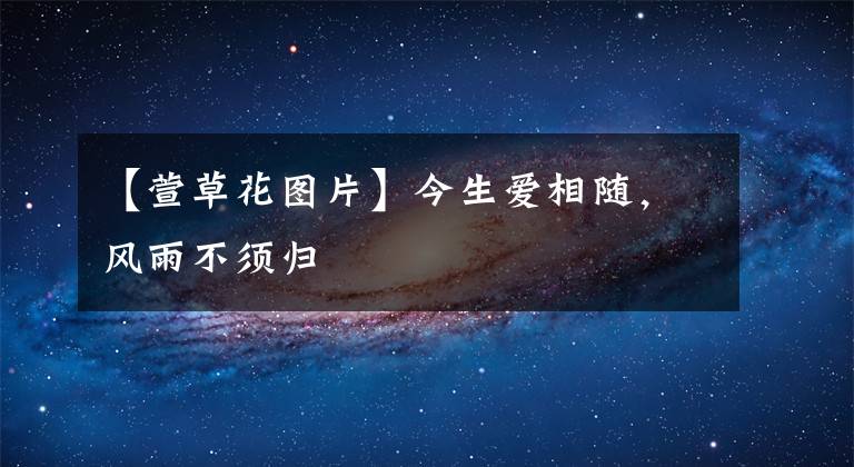 【萱草花图片】今生爱相随,风雨不须归
