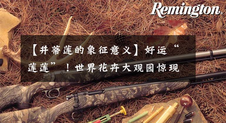 【并蒂莲的象征意义】好运“莲莲”！世界花卉大观园惊现并蒂莲