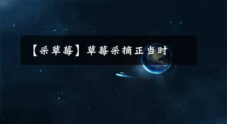 【采草莓】草莓采摘正当时