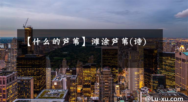 【什么的芦苇】滩涂芦苇(诗)