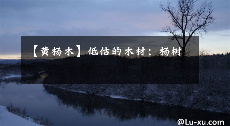 【黄杨木】低估的木材：杨树