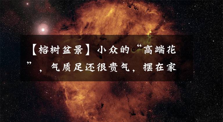 【榕树盆景】小众的“高端花”，气质足还很贵气，摆在家里有面子