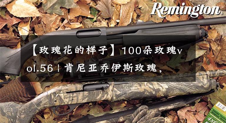 【玫瑰花的样子】100朵玫瑰vol.56 | 肯尼亚乔伊斯玫瑰，宇宙第一大花苞