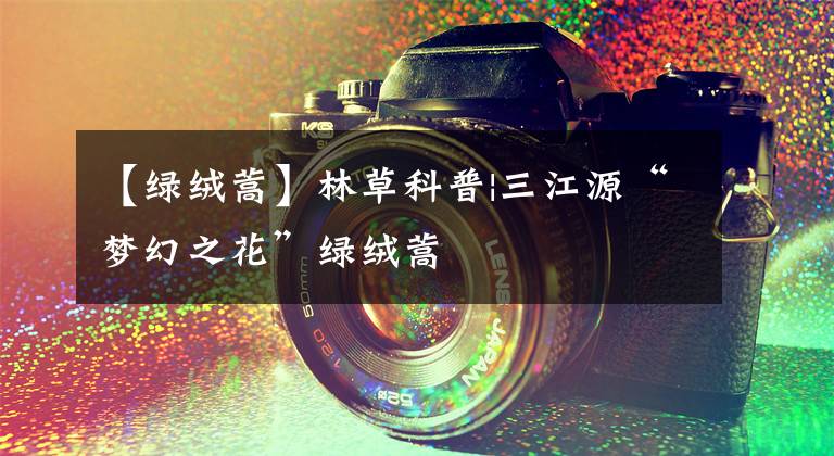 【绿绒蒿】林草科普|三江源“梦幻之花”绿绒蒿