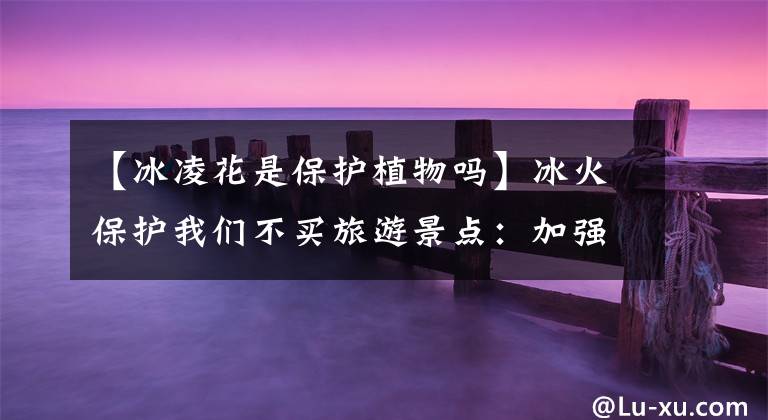 【冰凌花是保护植物吗】冰火保护我们不买旅游景点:加强管理,普及冰火知识。