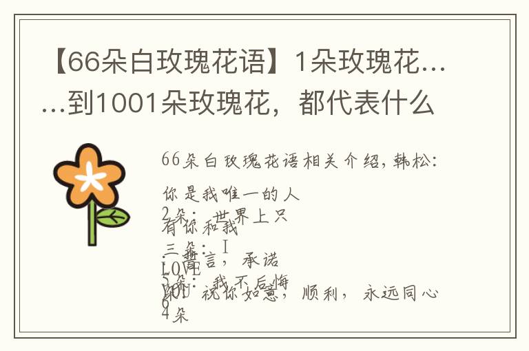 【66朵白玫瑰花语】1朵玫瑰花……到1001朵玫瑰花,都代表什么,你知道吗?