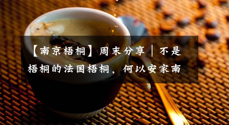 【南京梧桐】周末分享|不是梧桐的法国梧桐,何以安家南京?